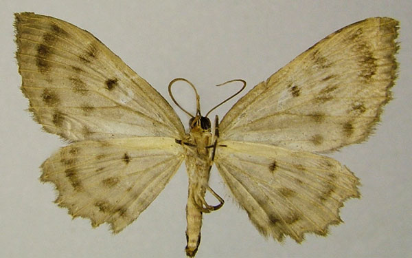 /filer/webapps/moths/media/images/I/inaequata_Collix_AM_ZSMb.jpg