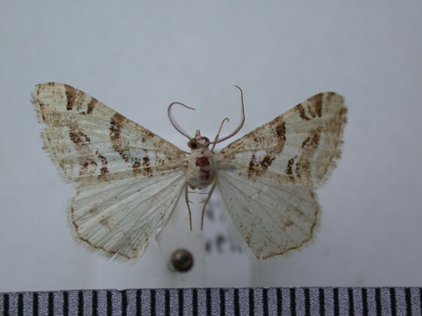 /filer/webapps/moths/media/images/I/inaequilinea_Chiasmia_A_Revell.jpg