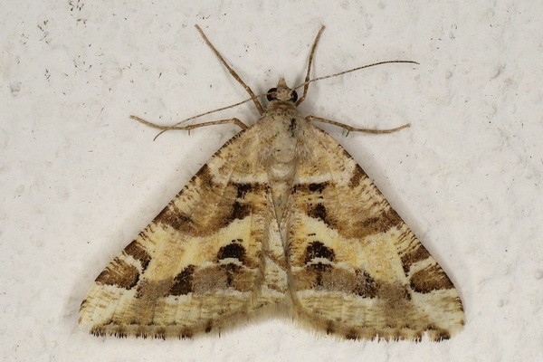 /filer/webapps/moths/media/images/I/inaequilinea_Chiasmia_F_Heyns_01_lLBTy3T.JPG