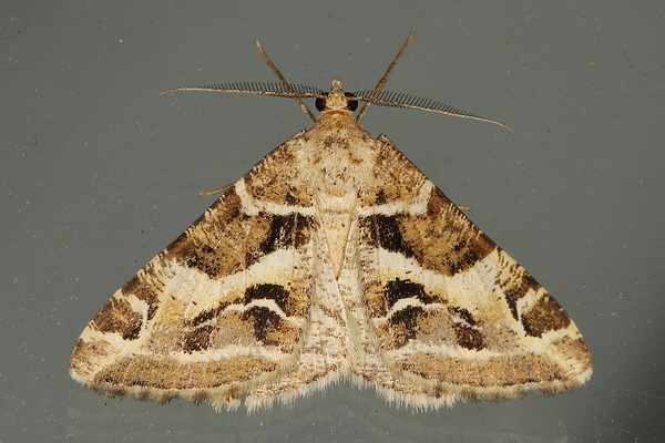 /filer/webapps/moths/media/images/I/inaequilinea_Chiasmia_M_Heyns_02.JPG