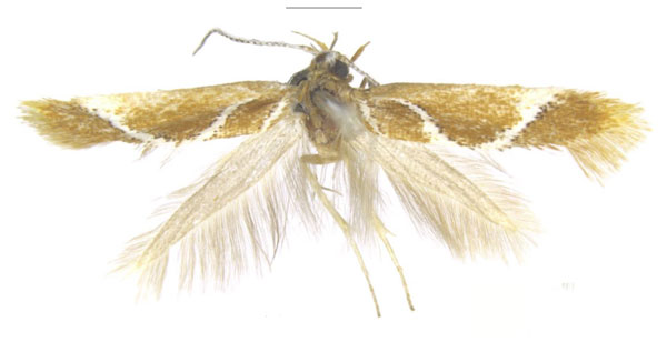/filer/webapps/moths/media/images/I/inaequilonga_Promalactis_HT_NHMUK.jpg