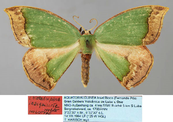 /filer/webapps/moths/media/images/I/inaequisecta_Chlorodrepana_HT_ZSM_01.jpg