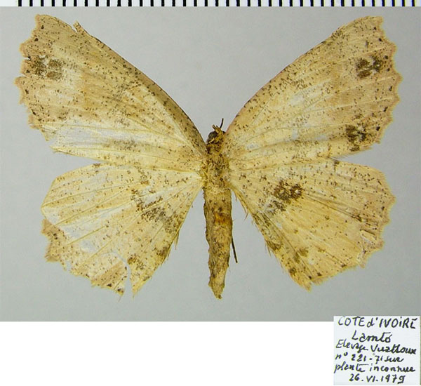 /filer/webapps/moths/media/images/I/inaequivalvis_Colocleora_AF_ZSM.jpg