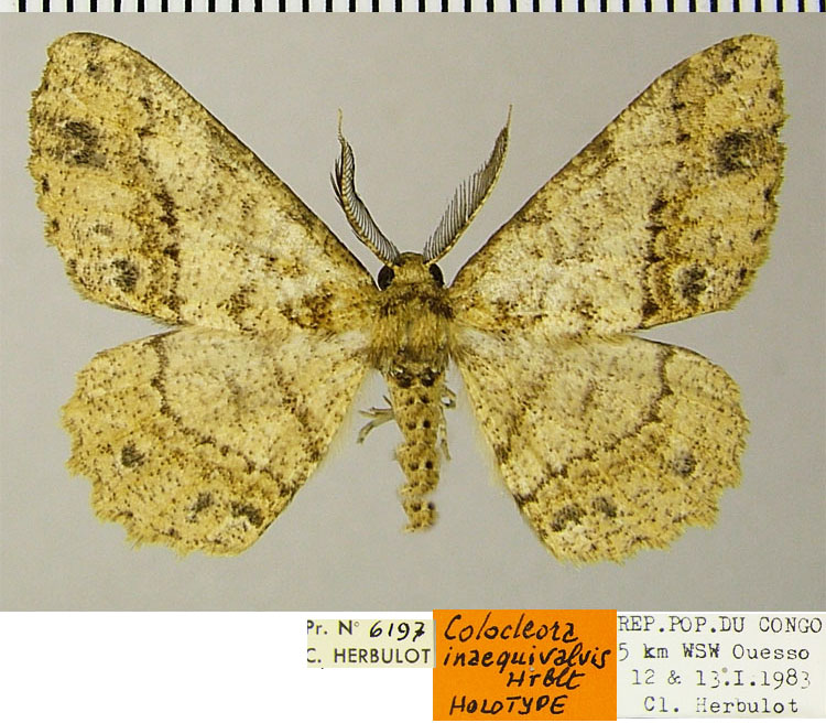 /filer/webapps/moths/media/images/I/inaequivalvis_Colocleora_HT_ZSMa.jpg