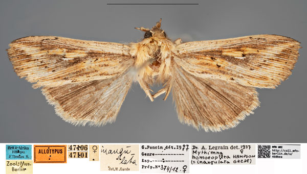 /filer/webapps/moths/media/images/I/inangulata_Borolia_AT_MfNa.jpg