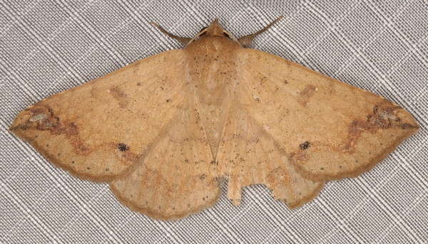 /filer/webapps/moths/media/images/I/inangulata_Ercheia_A_Heyns_01.jpg