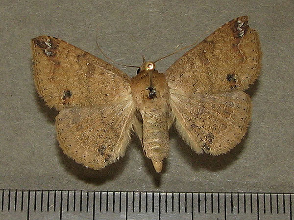 /filer/webapps/moths/media/images/I/inangulata_Ericeia_A_Goff_01.jpg