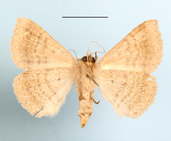 /filer/webapps/moths/media/images/I/inangulata_Ericeia_A_MGCLb_01.JPG