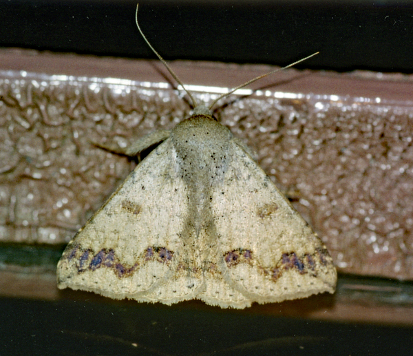 /filer/webapps/moths/media/images/I/inangulata_Ericeia_A_Roland_01.jpg