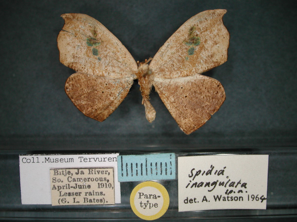 /filer/webapps/moths/media/images/I/inangulata_Spidia_PT_RMCA_01.jpg