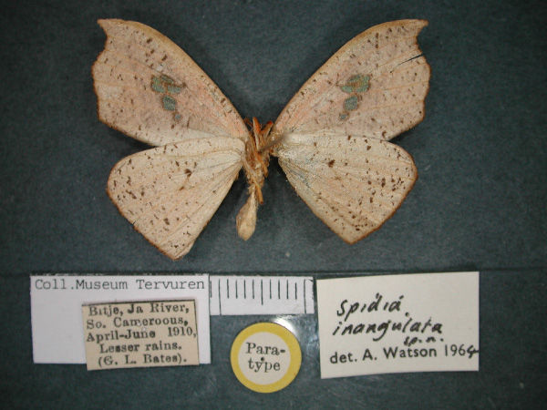 /filer/webapps/moths/media/images/I/inangulata_Spidia_PT_RMCA_02.jpg