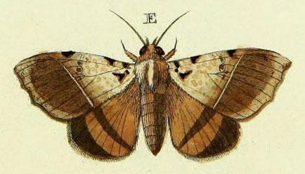 /filer/webapps/moths/media/images/I/inara_Serrodes_Cramer3_239_E.jpg