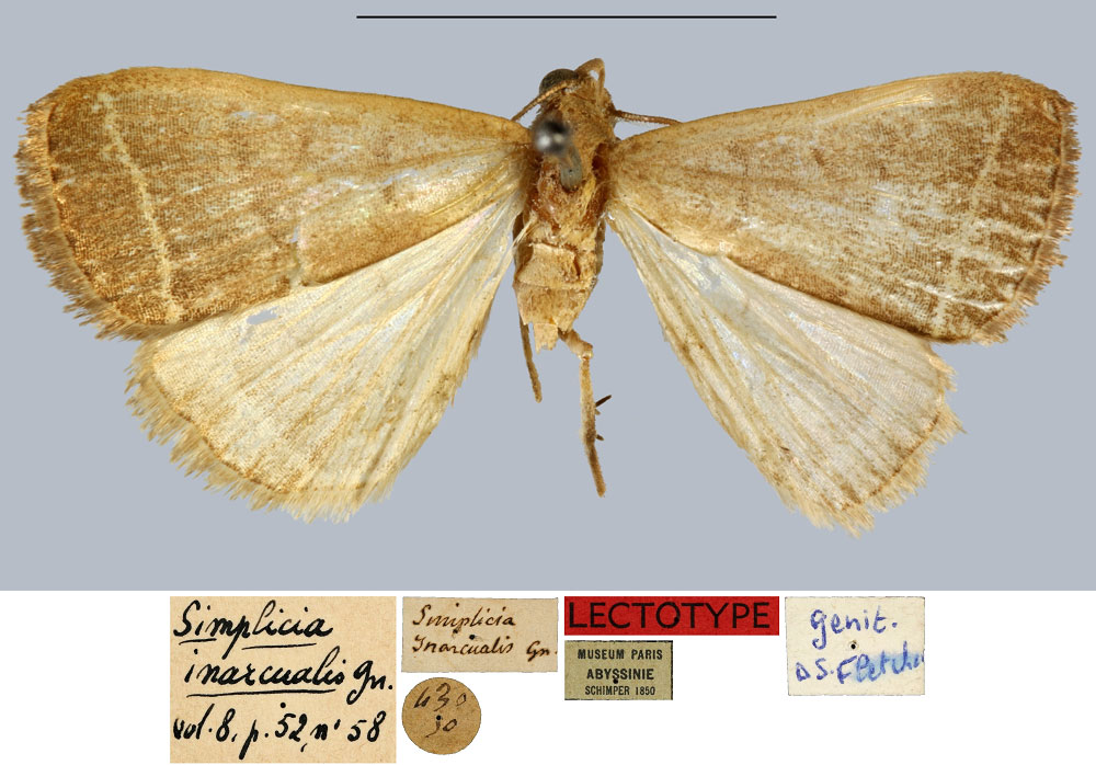 /filer/webapps/moths/media/images/I/inarcualis_Simplicia_LT_MNHN.jpg