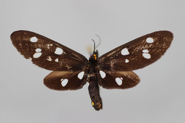 /filer/webapps/moths/media/images/I/inauramacula_Tritonaclia_PT_BMNH.jpg