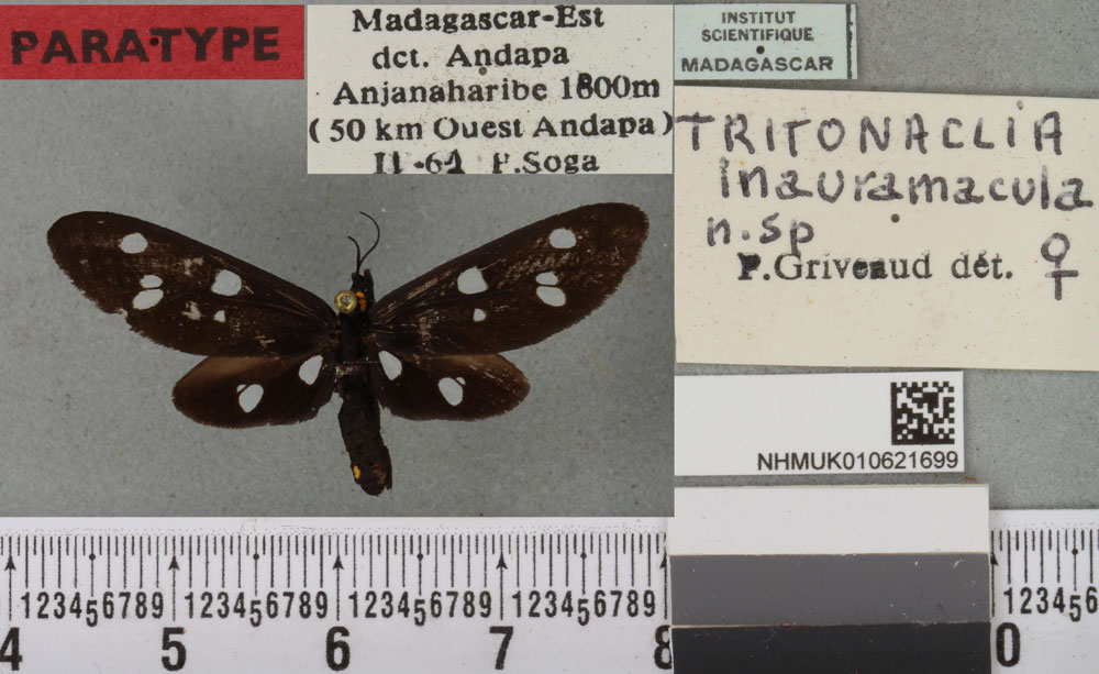 /filer/webapps/moths/media/images/I/inauramacula_Tritonaclia_PT_BMNHa.jpg
