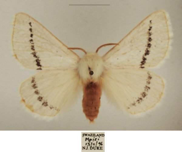/filer/webapps/moths/media/images/I/incana_Phiala_AF_TMSA_01.jpg