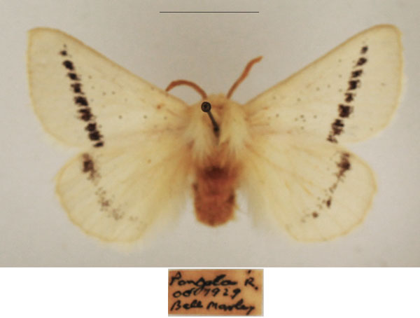 /filer/webapps/moths/media/images/I/incana_Phiala_AF_TMSA_02.jpg