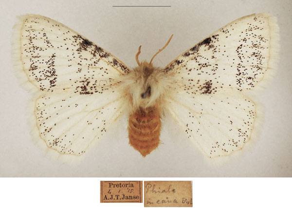 /filer/webapps/moths/media/images/I/incana_Phiala_AF_TMSA_03.jpg