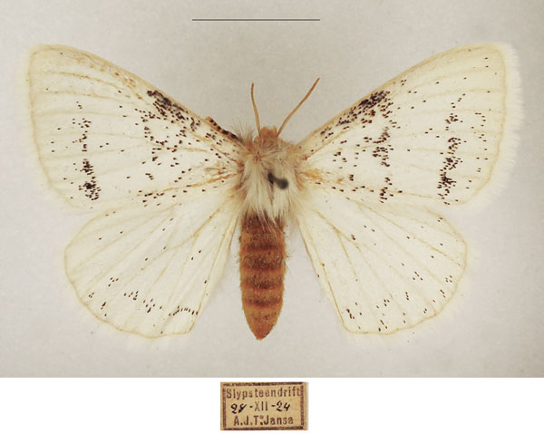 /filer/webapps/moths/media/images/I/incana_Phiala_AF_TMSA_04.jpg