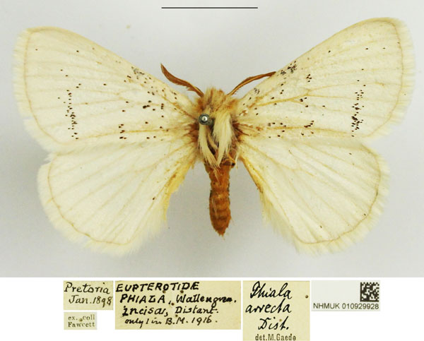 /filer/webapps/moths/media/images/I/incana_Phiala_AM_NHMUK.jpg