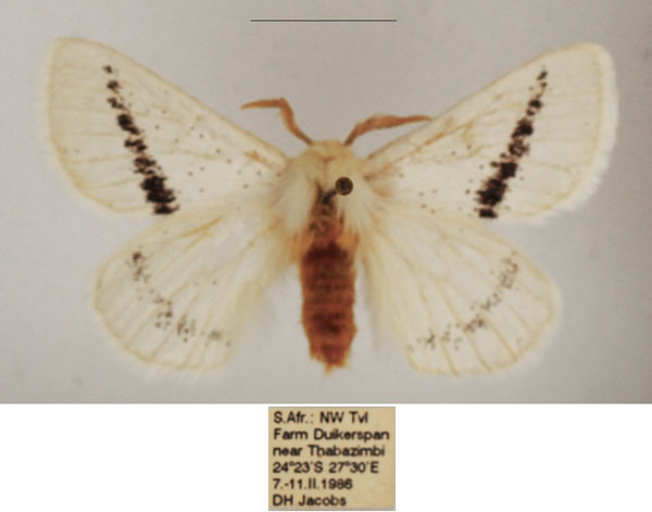 /filer/webapps/moths/media/images/I/incana_Phiala_AM_TMSA_01.jpg