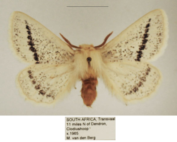 /filer/webapps/moths/media/images/I/incana_Phiala_AM_TMSA_02.jpg