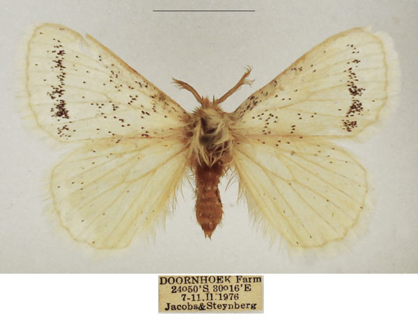 /filer/webapps/moths/media/images/I/incana_Phiala_AM_TMSA_04.jpg