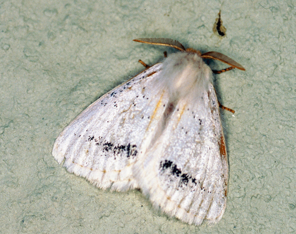 /filer/webapps/moths/media/images/I/incana_Phiala_A_Roland_01.jpg