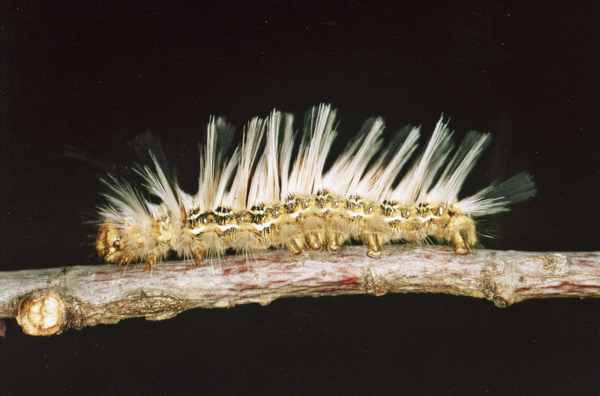 /filer/webapps/moths/media/images/I/incana_Phiala_C_Roland_03.jpg
