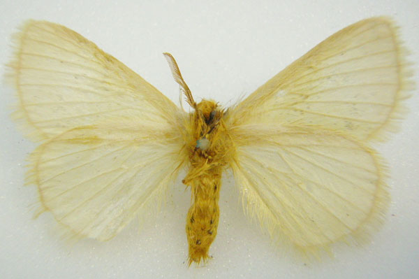 /filer/webapps/moths/media/images/I/incana_Phiala_HT_NHMUKb.jpg