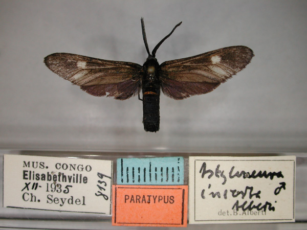 /filer/webapps/moths/media/images/I/incerta_Alystoneura_PT_RMCA_01.jpg