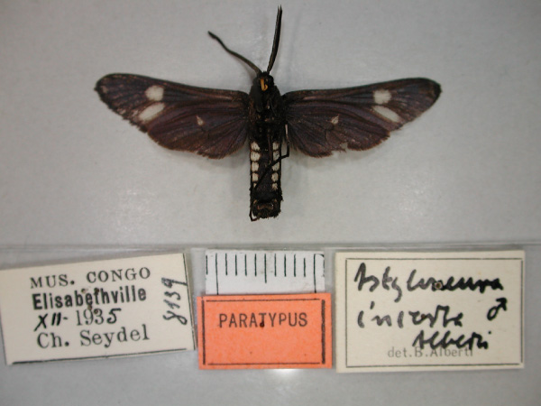 /filer/webapps/moths/media/images/I/incerta_Alystoneura_PT_RMCA_02.jpg