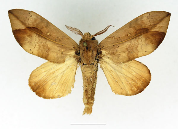 /filer/webapps/moths/media/images/I/incerta_Brachychira_AM_Basquin.jpg