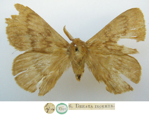 /filer/webapps/moths/media/images/I/incerta_Dreata_HT_NHMUKa.jpg