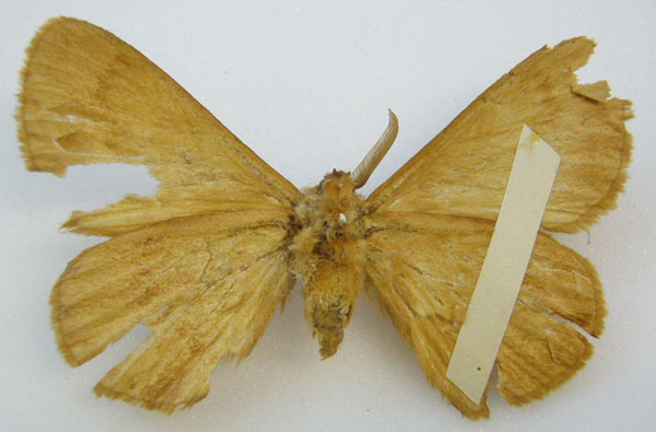 /filer/webapps/moths/media/images/I/incerta_Dreata_HT_NHMUKb.jpg