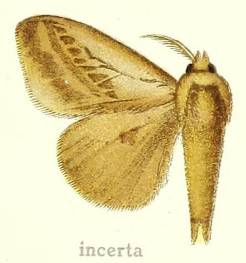 /filer/webapps/moths/media/images/I/incerta_Laelia_HT_Hering_28b.jpg