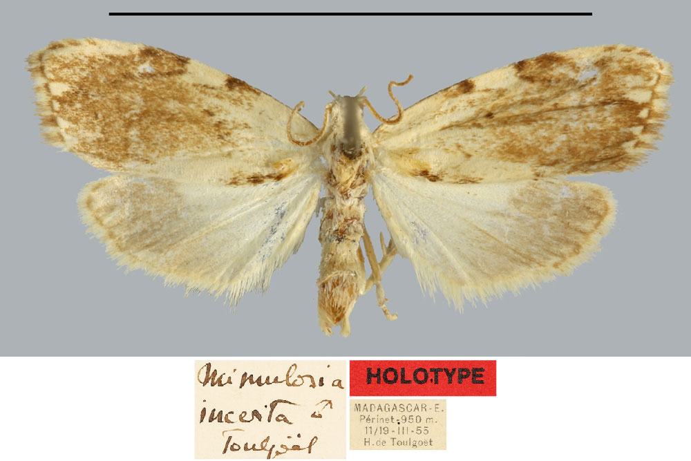 /filer/webapps/moths/media/images/I/incerta_Mimulosia_HT_MNHN.jpg