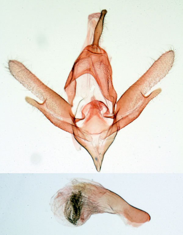 /filer/webapps/moths/media/images/I/incerta_Olybama_GMHT_MNHN_3575.jpg