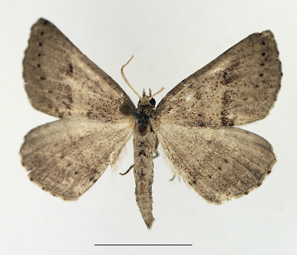 /filer/webapps/moths/media/images/I/incerta_Pareclipsis_AF_TMSA.jpg