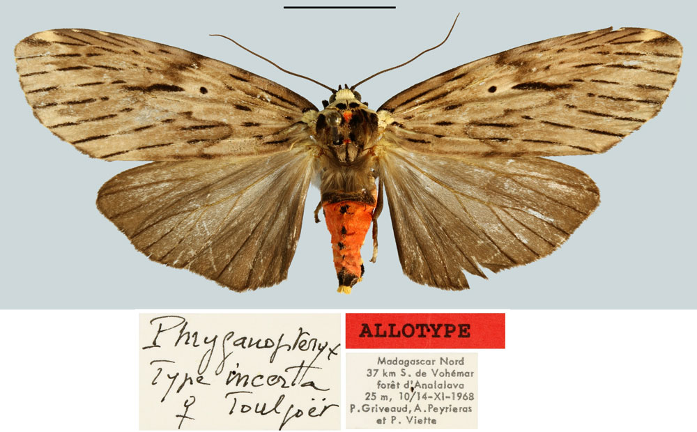 /filer/webapps/moths/media/images/I/incerta_Phryganopteryx_AT_MNHN.jpg