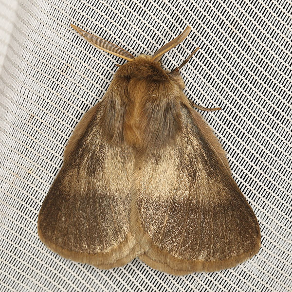 /filer/webapps/moths/media/images/I/incerta_Phyllalia_AM_Heynsb.jpg