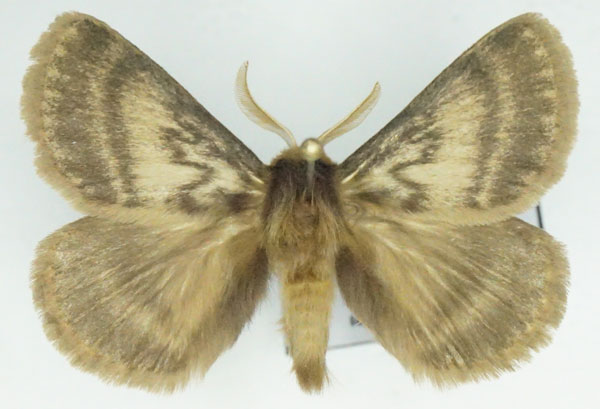 /filer/webapps/moths/media/images/I/incerta_Phyllalia_AM_Stroehle_01.jpg