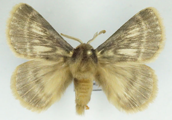 /filer/webapps/moths/media/images/I/incerta_Phyllalia_AM_Stroehle_02.jpg