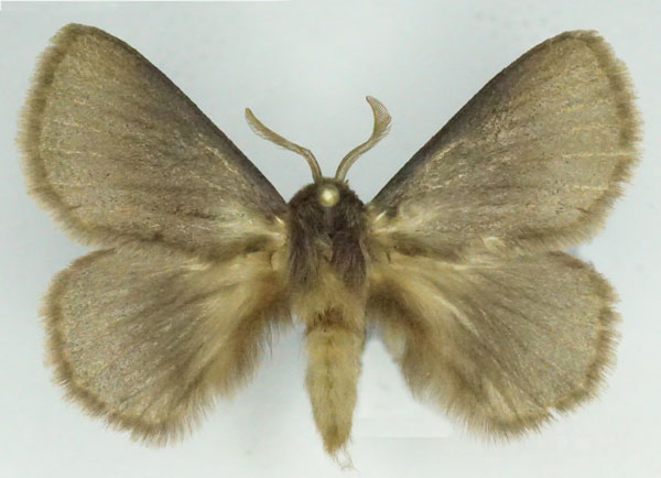 /filer/webapps/moths/media/images/I/incerta_Phyllalia_AM_Stroehle_03.jpg