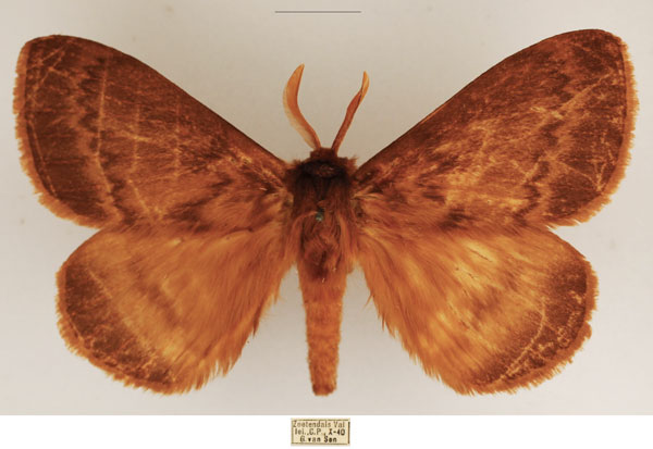 /filer/webapps/moths/media/images/I/incerta_Phyllalia_AM_TMSA_01.jpg