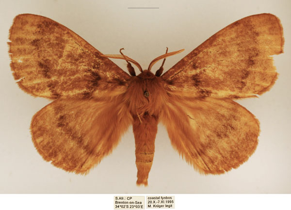 /filer/webapps/moths/media/images/I/incerta_Phyllalia_AM_TMSA_02.jpg