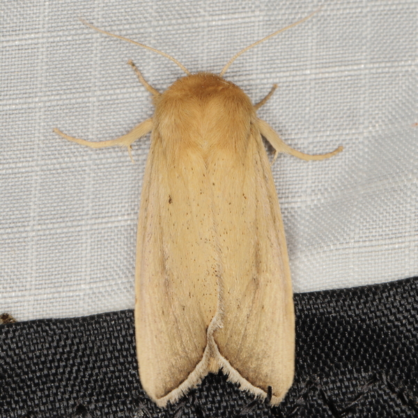 /filer/webapps/moths/media/images/I/incerta_Sesamia_A_Heyns_01.JPG
