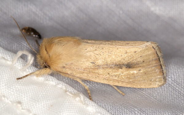 /filer/webapps/moths/media/images/I/incerta_Sesamia_A_Heyns_02.jpg