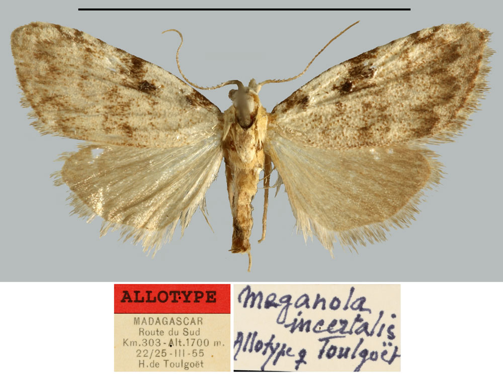/filer/webapps/moths/media/images/I/incertalis_Meganola_AT_MNHN.jpg