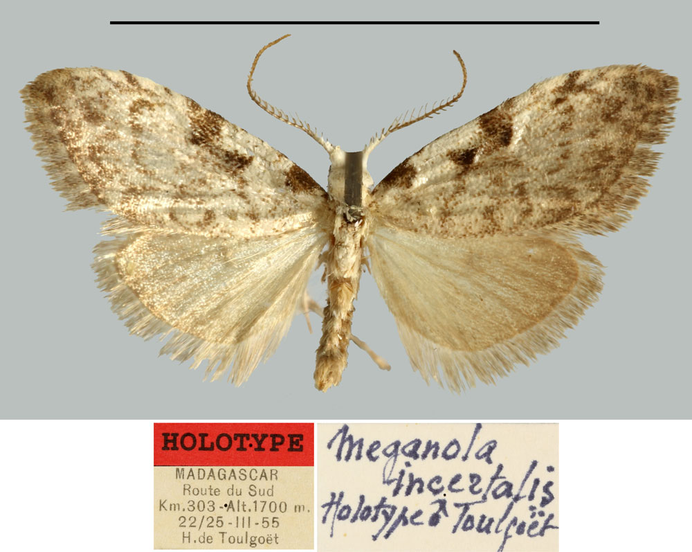 /filer/webapps/moths/media/images/I/incertalis_Meganola_HT_MNHN.jpg